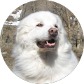 badbook profile picture