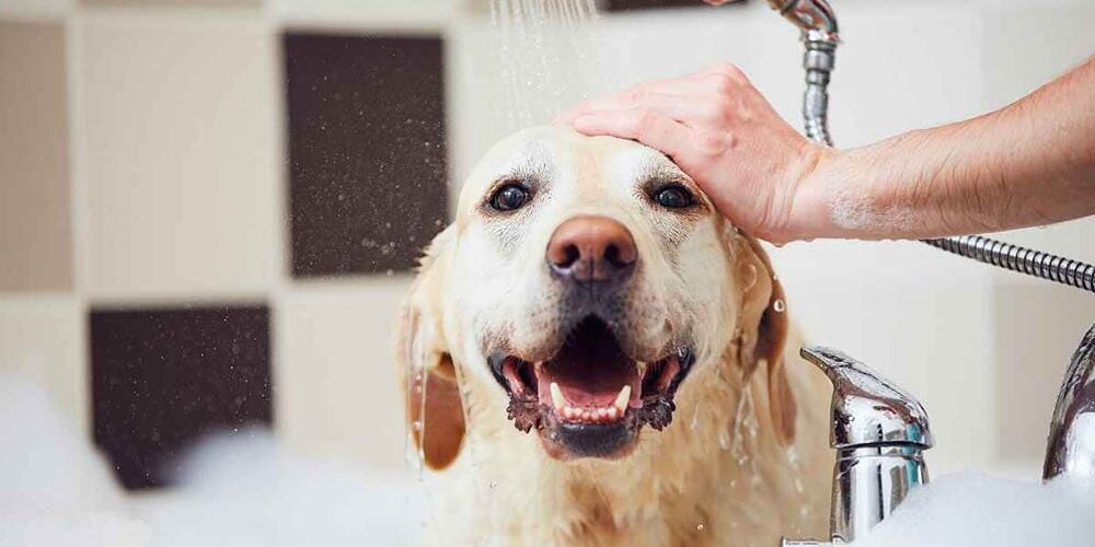 a person giving their dog a bath